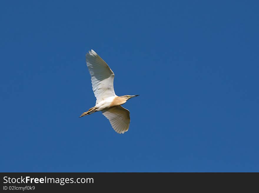 Squacco heron / Ardeola ralloides