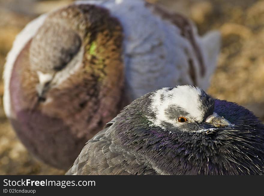 This image shows a detail of the feathers unapaloma inflated to shut out the cold