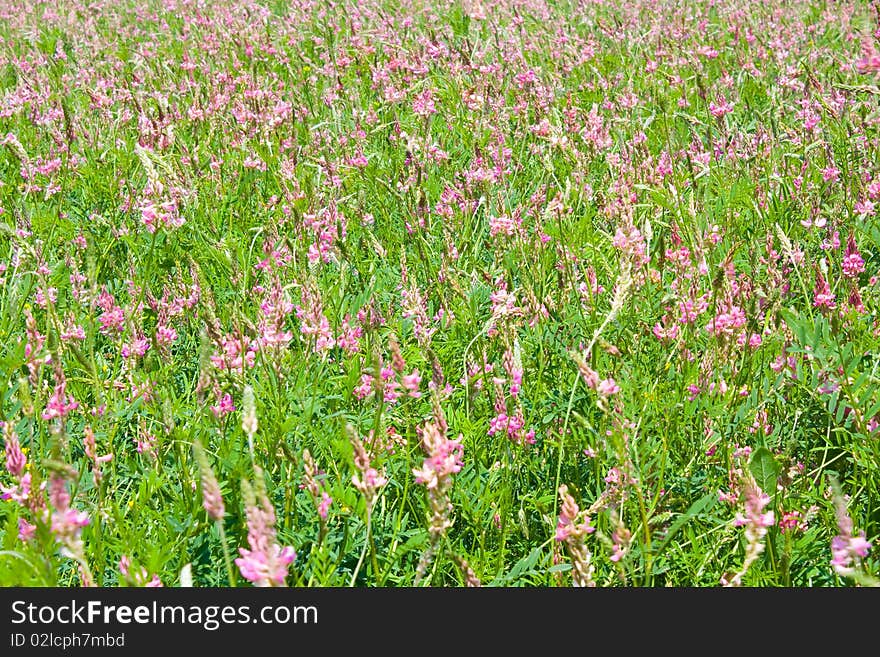 Pink field