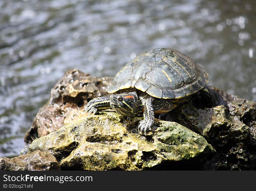 A young tortoise perched on a rock. A young tortoise perched on a rock