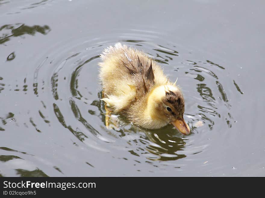 Wet duckling