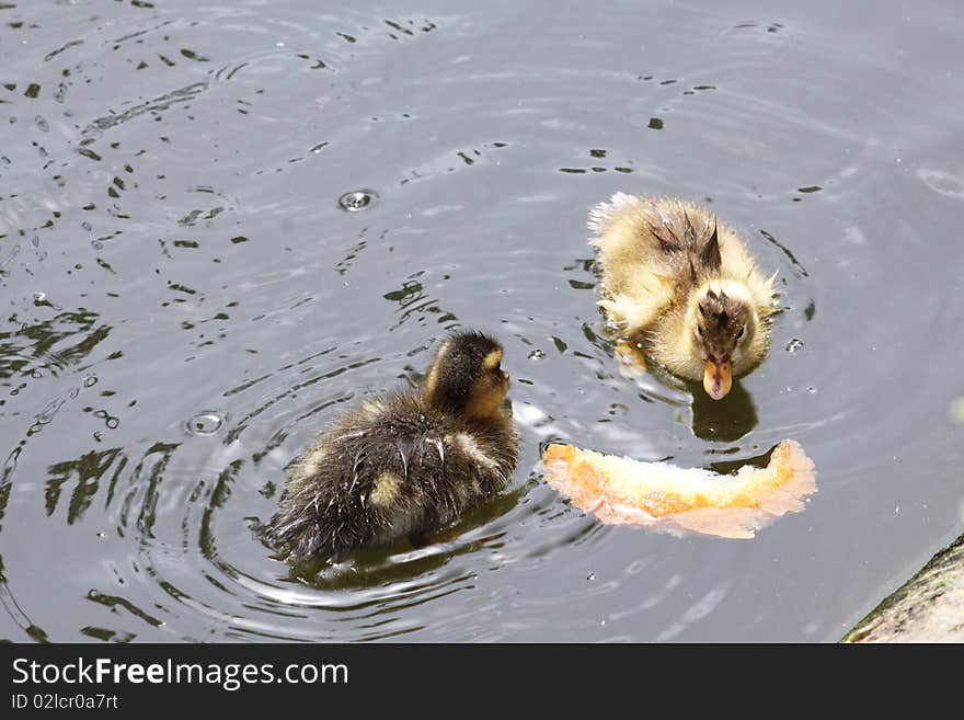 Two wet ducklings pecking at a piece of break in a pond