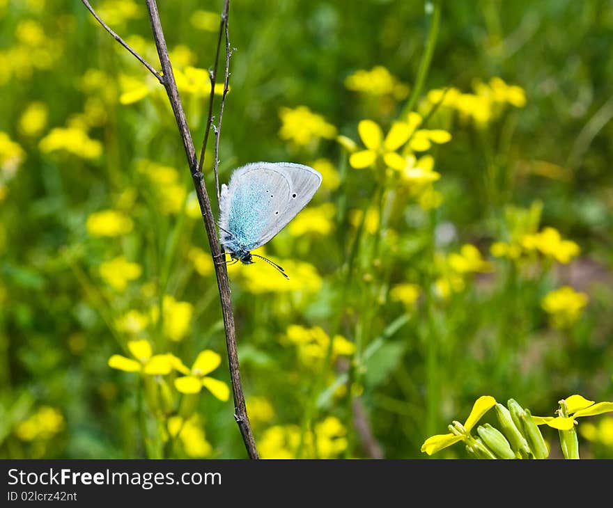 Butterfly Chooses A Flower