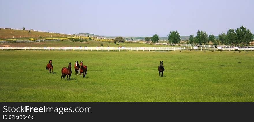 A big stud farm in Karacabey,Bursa,Turkey