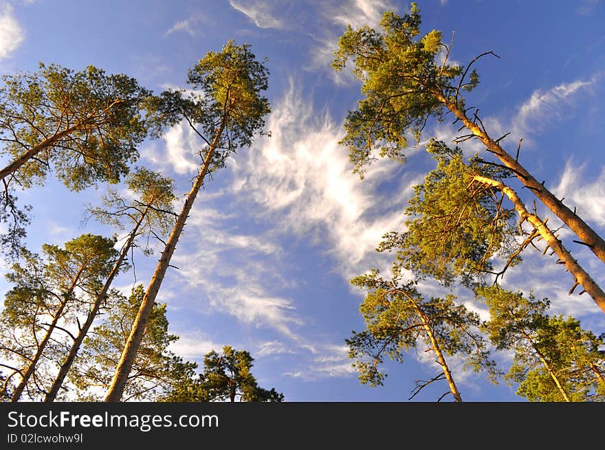 Blue background with green trees