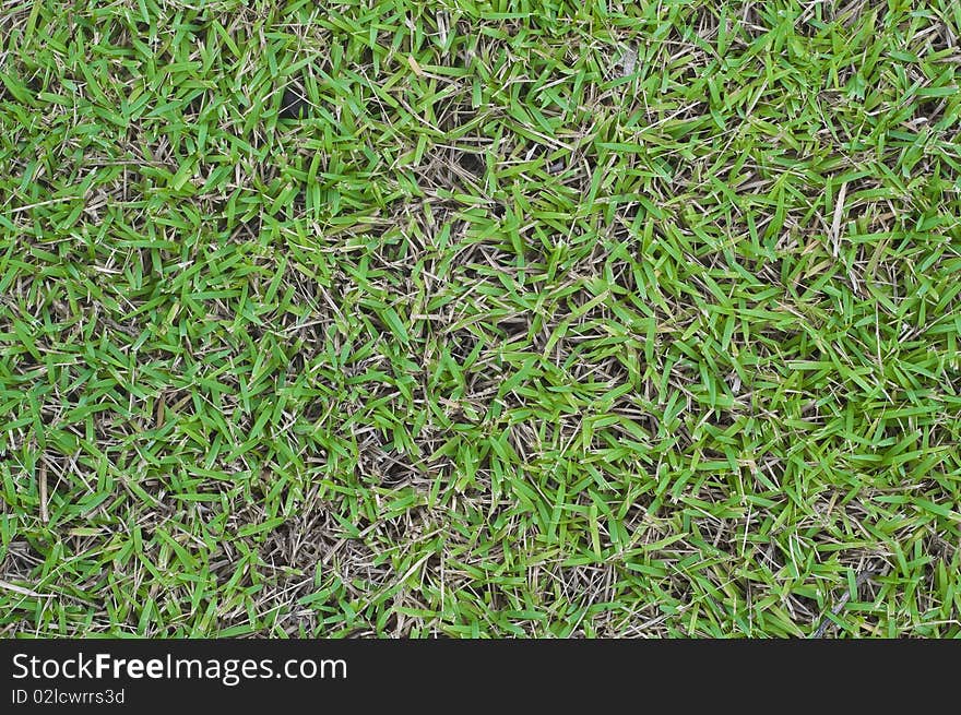 Grass background