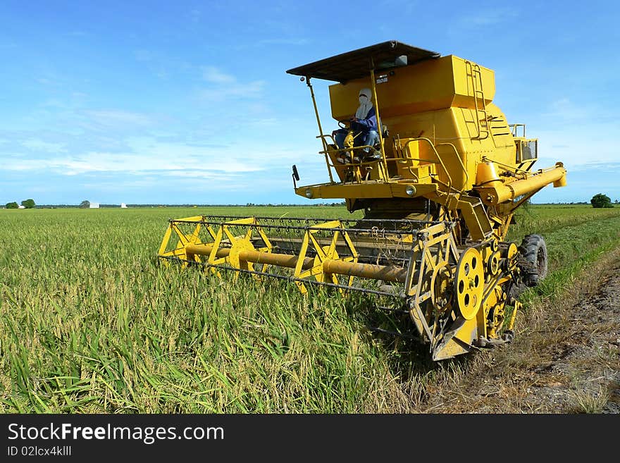 Paddy field 01