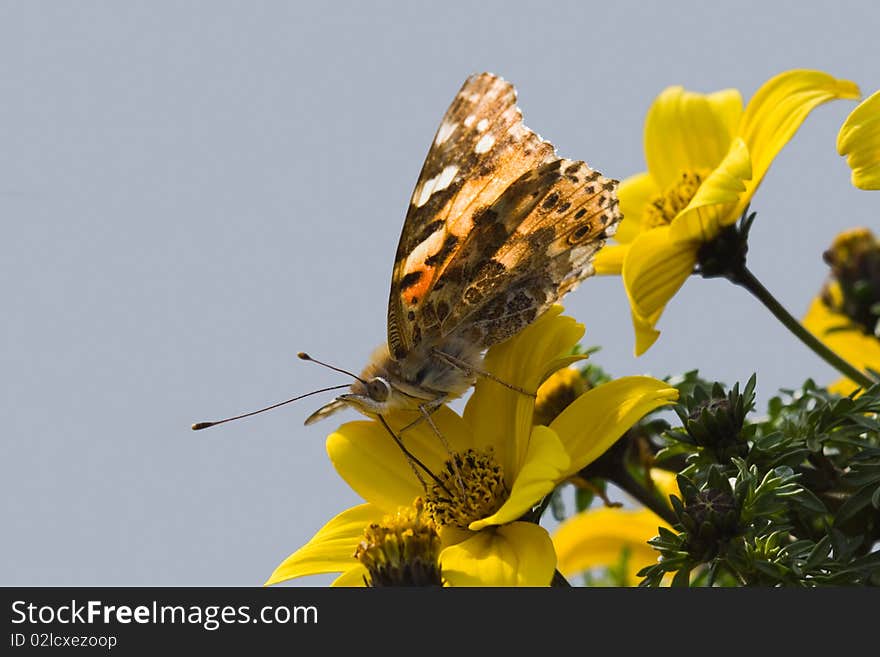 Butterfly on yellow flower