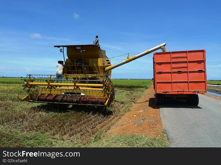 Rice Harvest