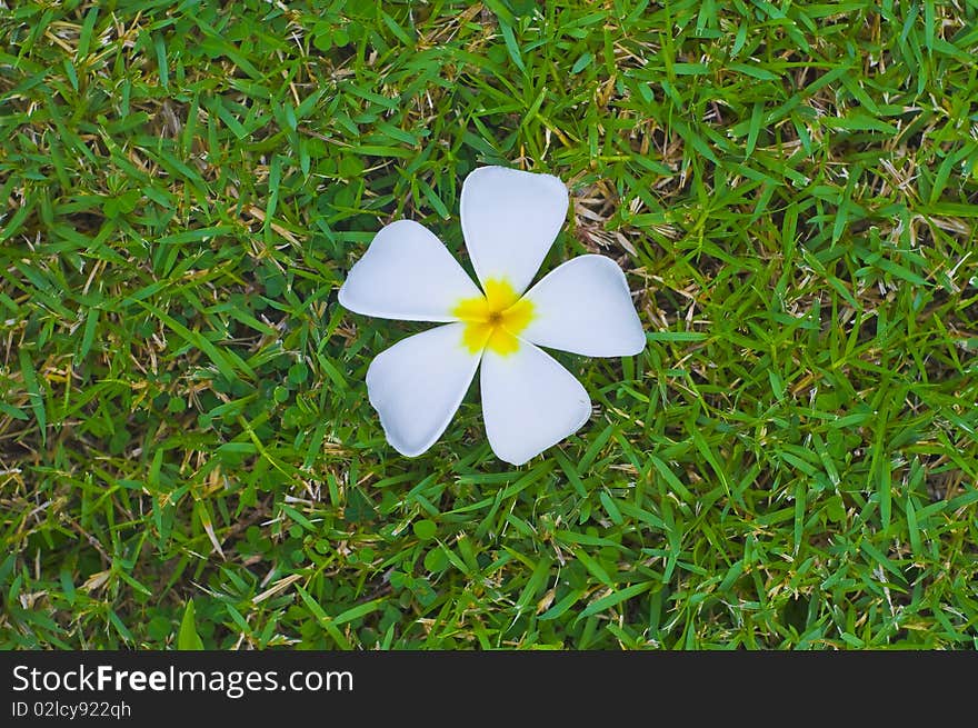 Thai Flower On Grass Background