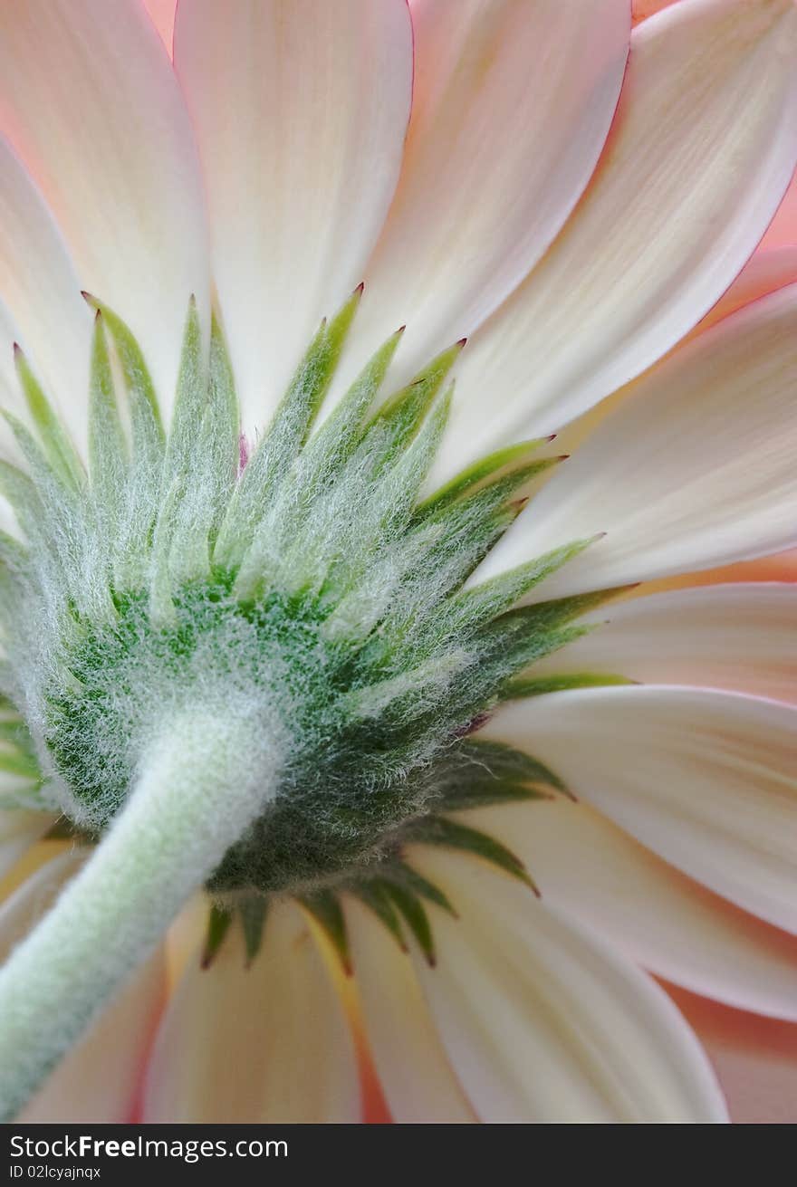 Close up of a Gerbera. Close up of a Gerbera