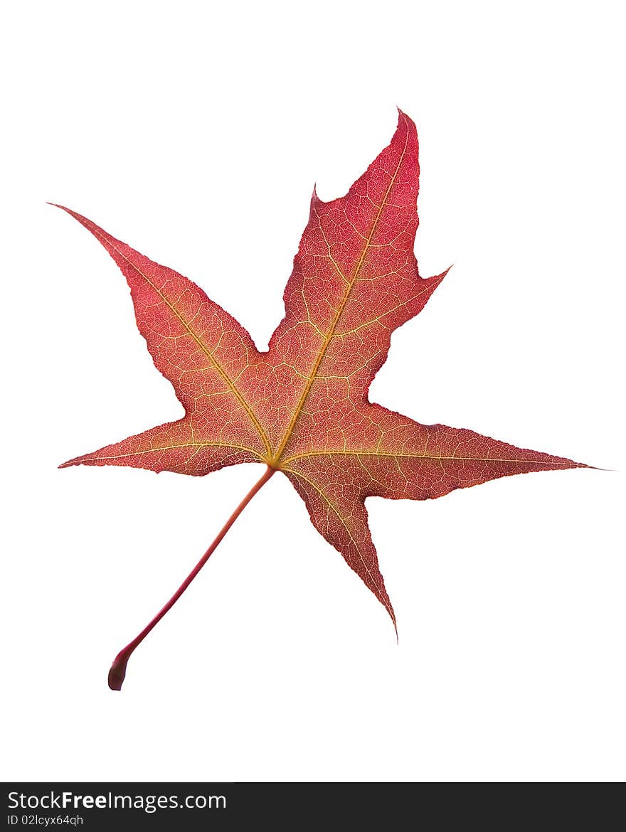 Maple Leaf