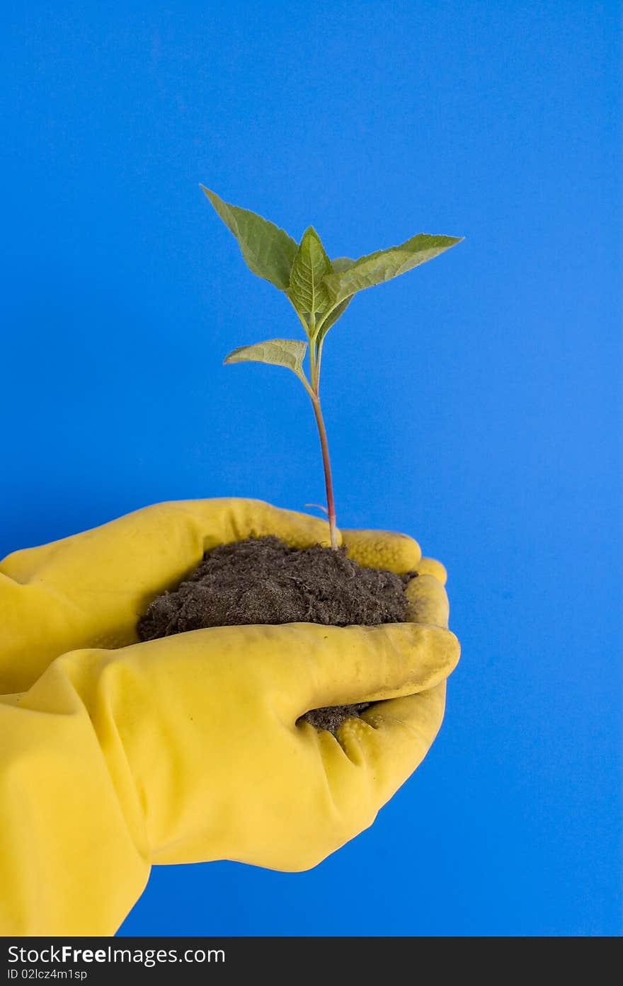 Young sprout in hand of the person on a dark blue background