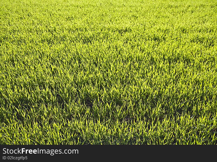 Fresh spring green grass, background for design. Fresh spring green grass, background for design