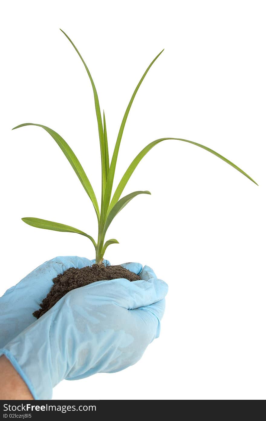 Young sprout in hand of the person on a white background