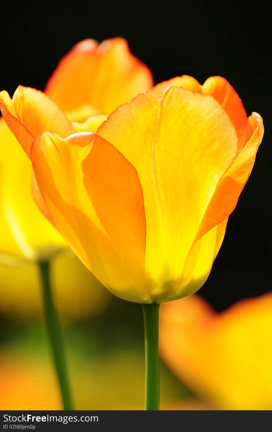 Arrangement botanical bouquet copyspace flora flower flowers pink spring tulipa tulips yellow