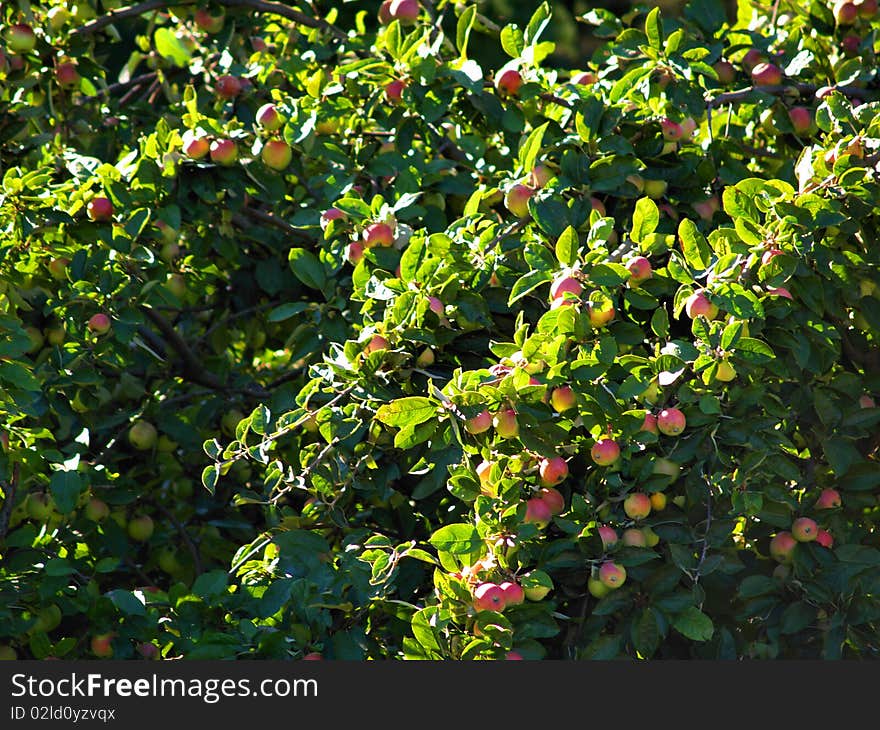 Autumn apples on a tree