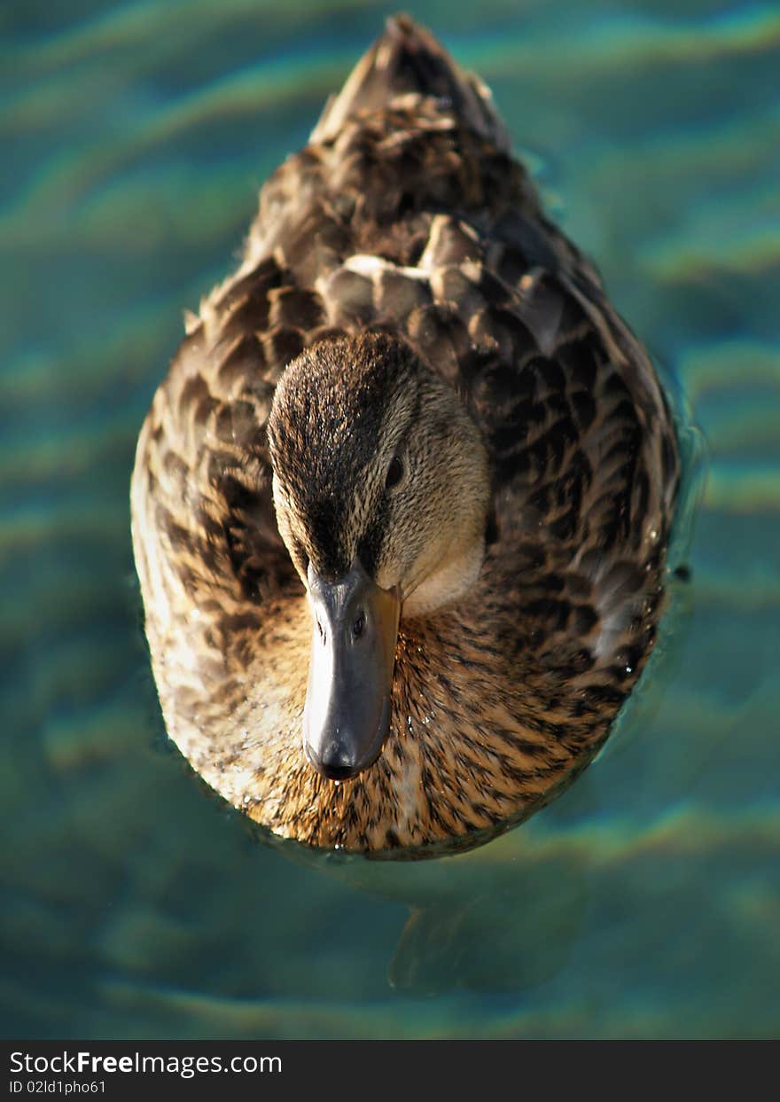 Duck