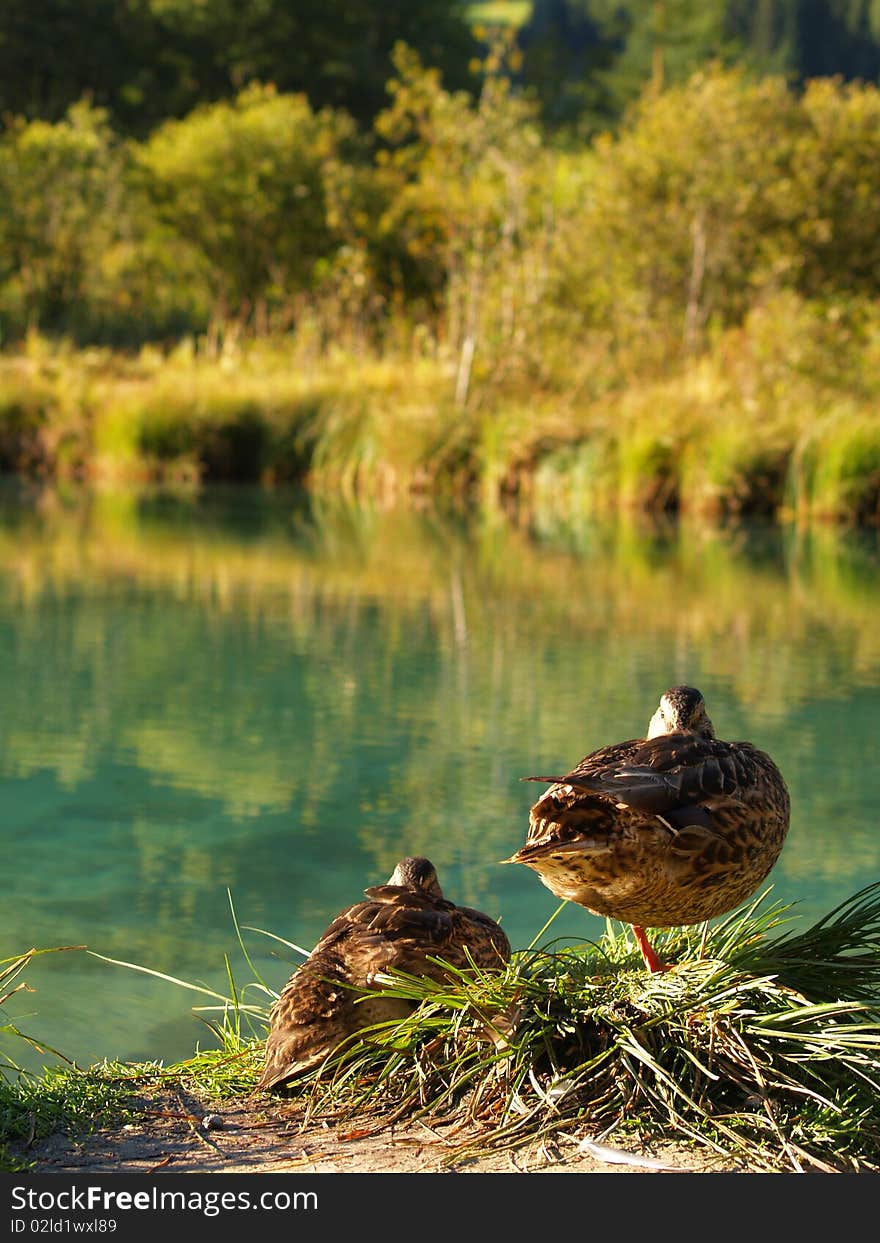 A duck by the lake