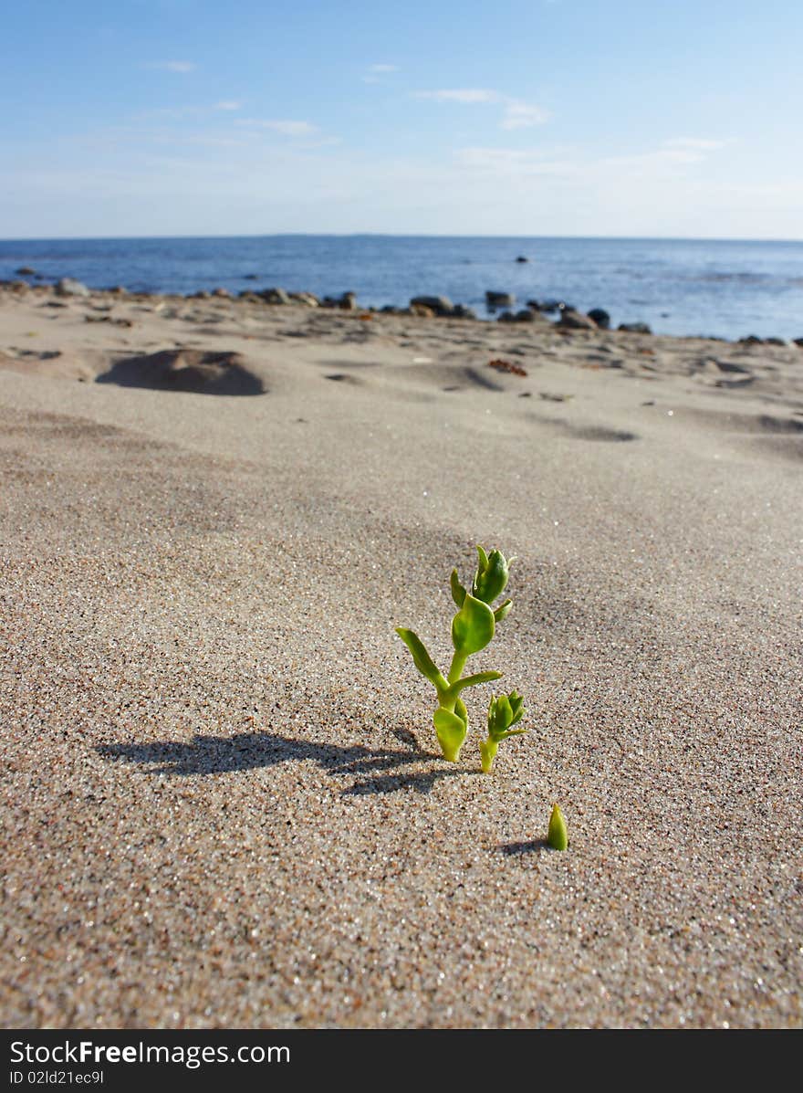 The plant on the beach.