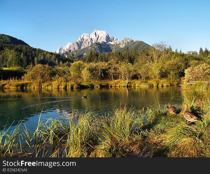 Ducks by the mountain lake. Ducks by the mountain lake