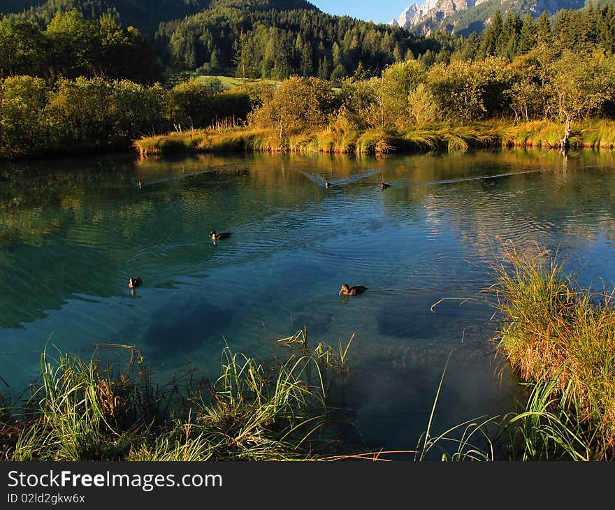 Ducks in the mountain lake. Ducks in the mountain lake