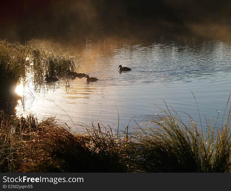 Ducks in the mountain lake. Ducks in the mountain lake