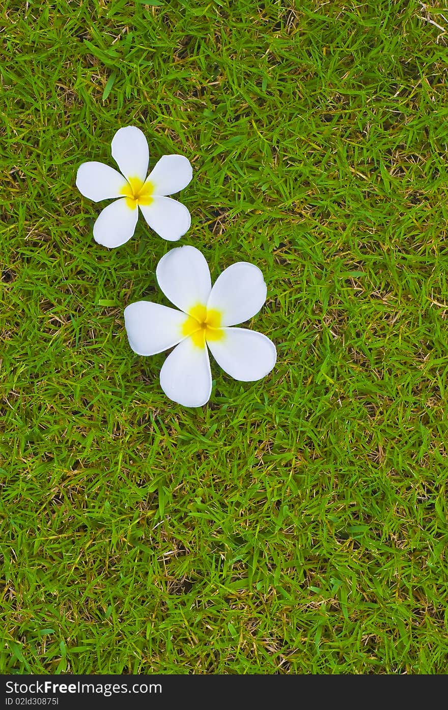 Thai Flower On Grass Background