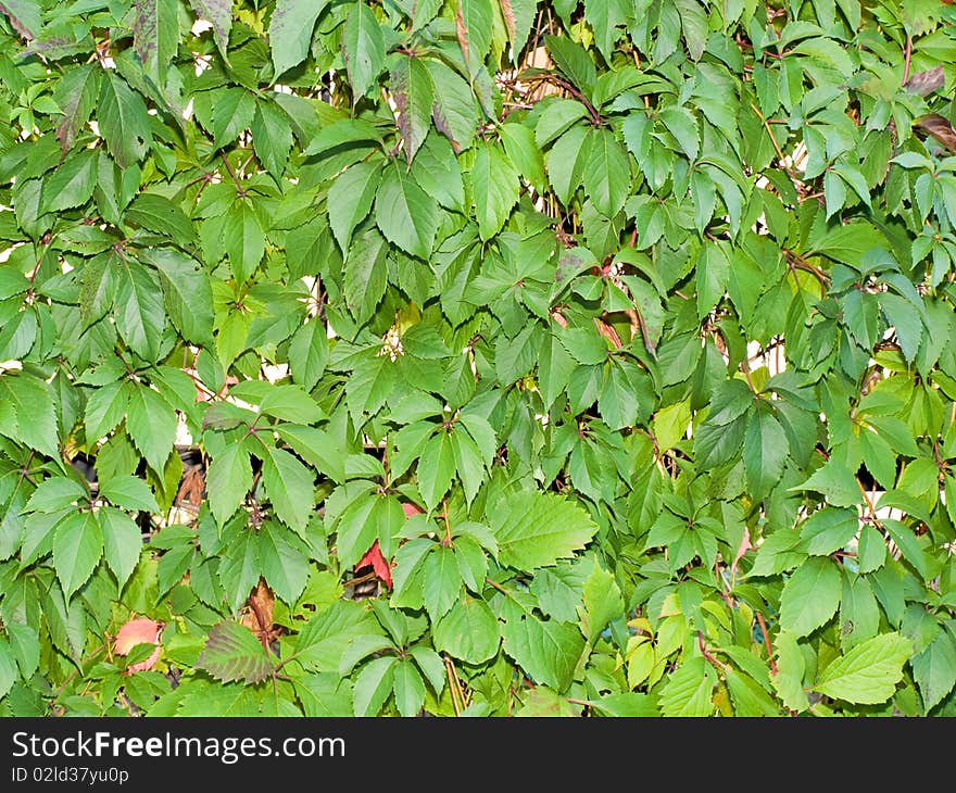 Leaves of a wild vine plant in the garden. Leaves of a wild vine plant in the garden