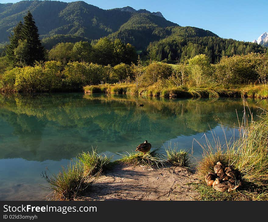 Ducks by the mountain lake