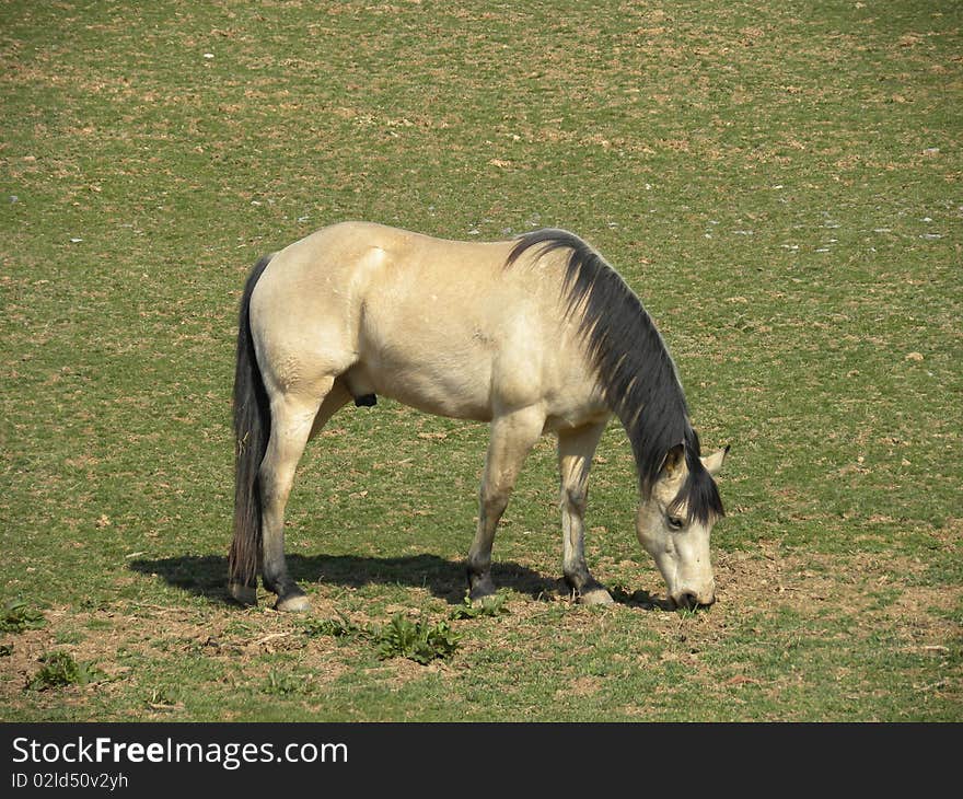 Image of a  tan/light brown horse eating grass in the field.  Can be used for farming, horse racing type advertising  or for mousepads powerpoint image, prints, etc. Image of a  tan/light brown horse eating grass in the field.  Can be used for farming, horse racing type advertising  or for mousepads powerpoint image, prints, etc.