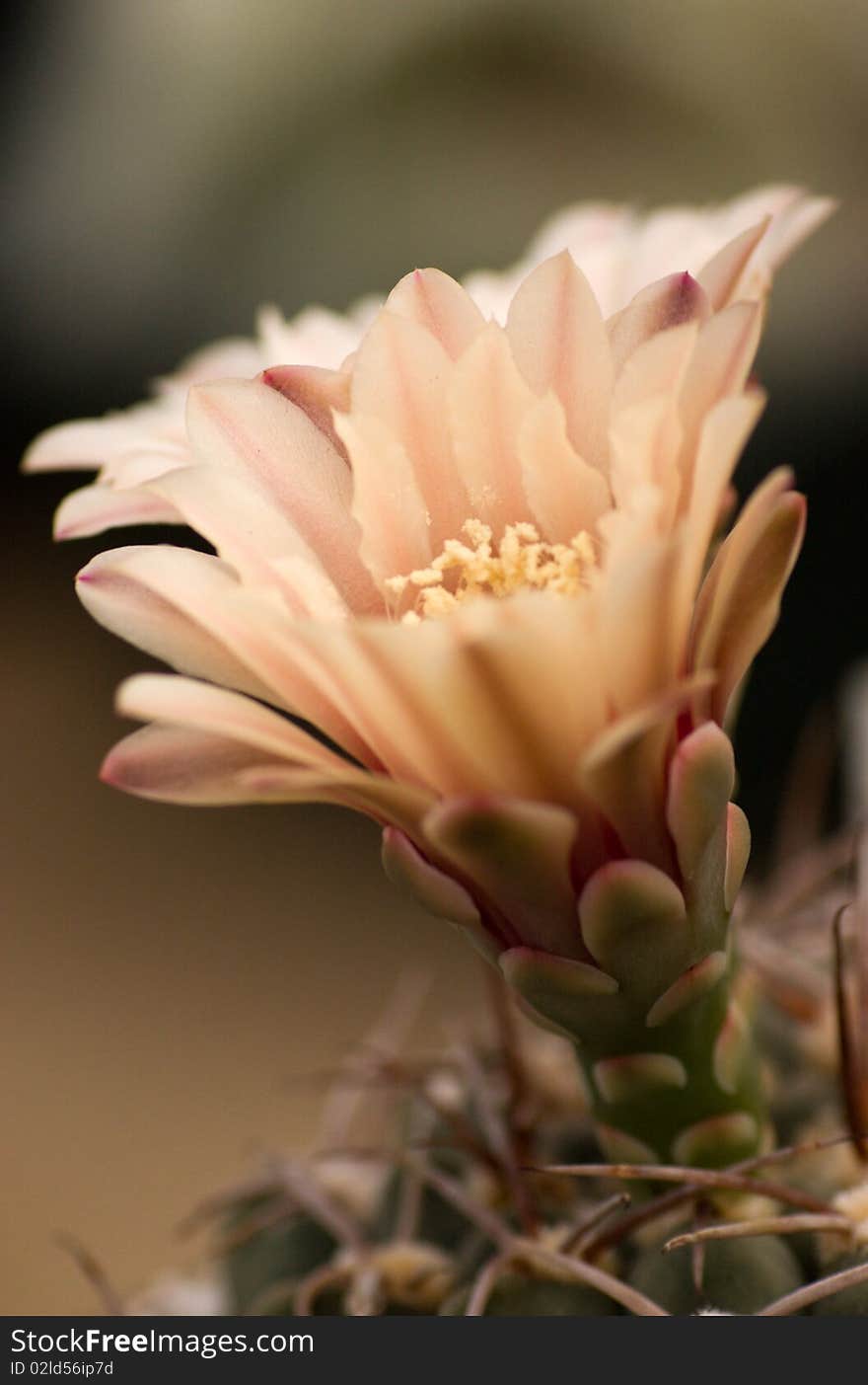 Cactus flower