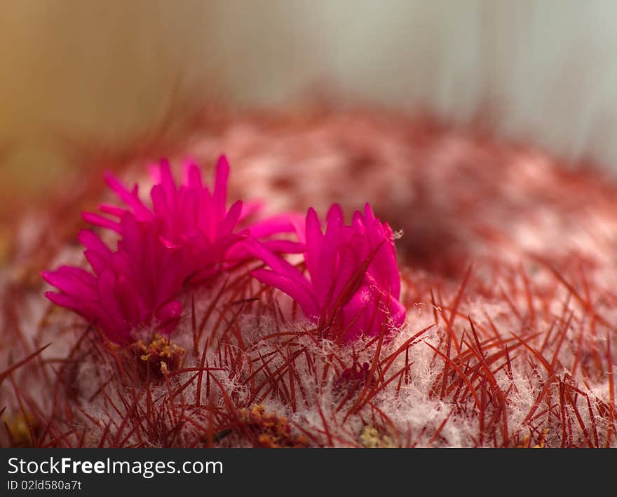 Cactus flower