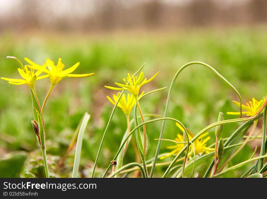 Macro Photo Of Yellow Flofers