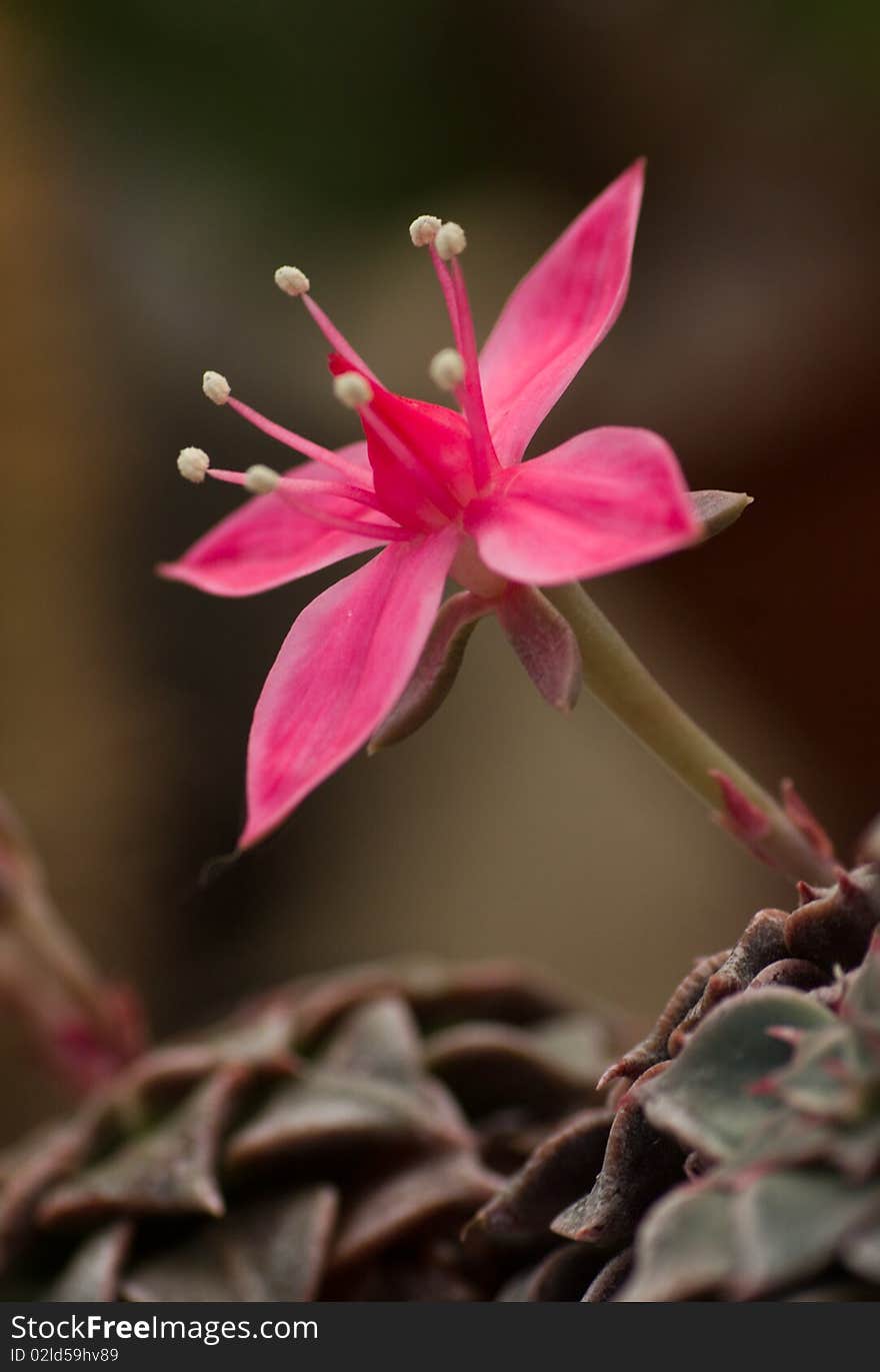 The pink flower. succulent closeup