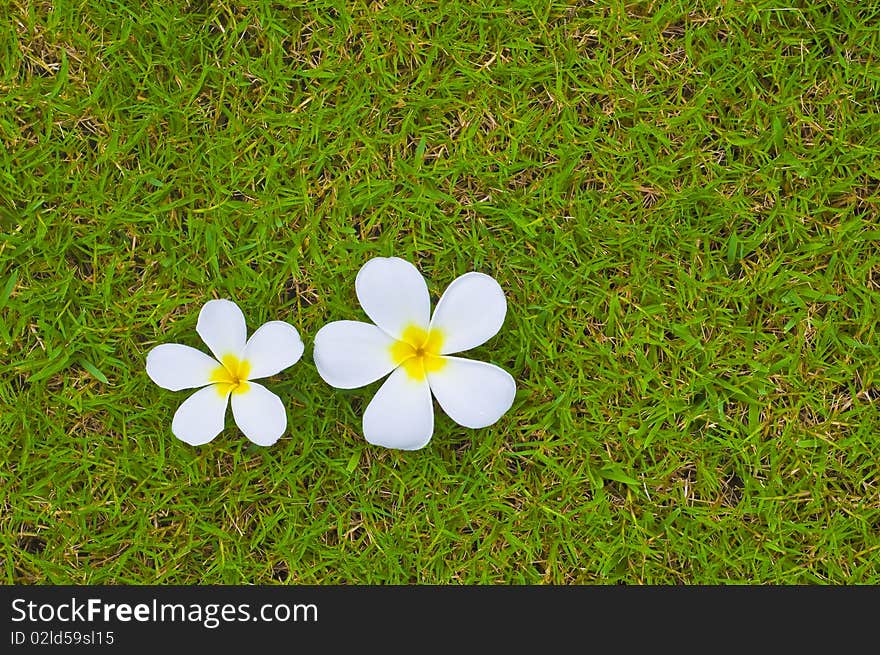 Thai Flower On Grass Background