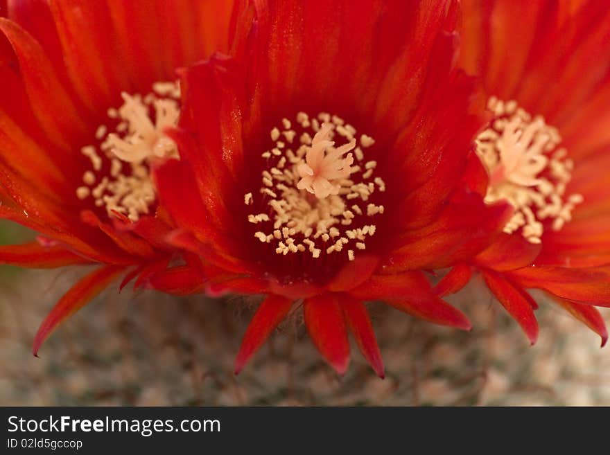 Cluster of red cactus flowers