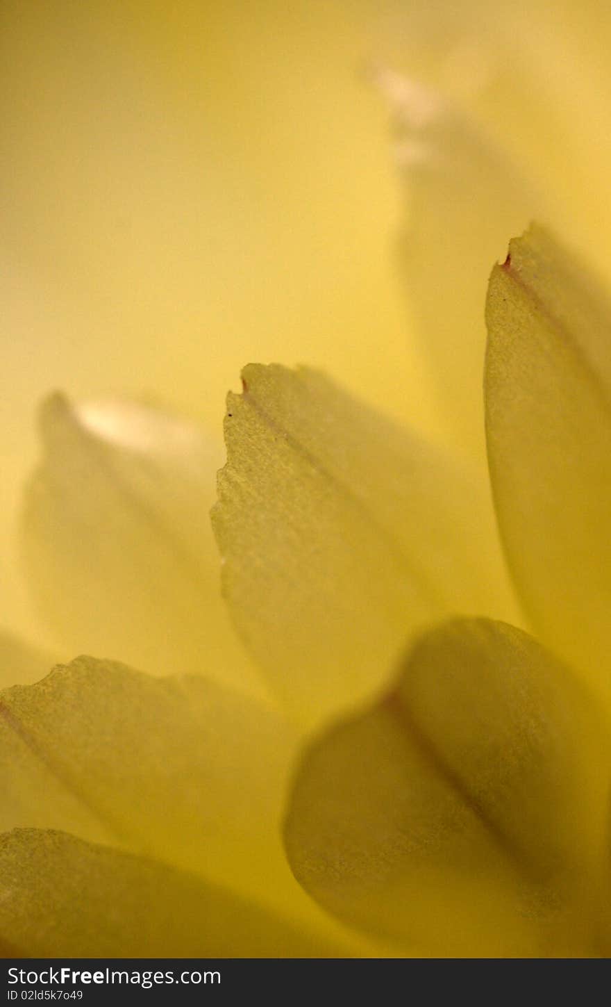 Blooming cactus