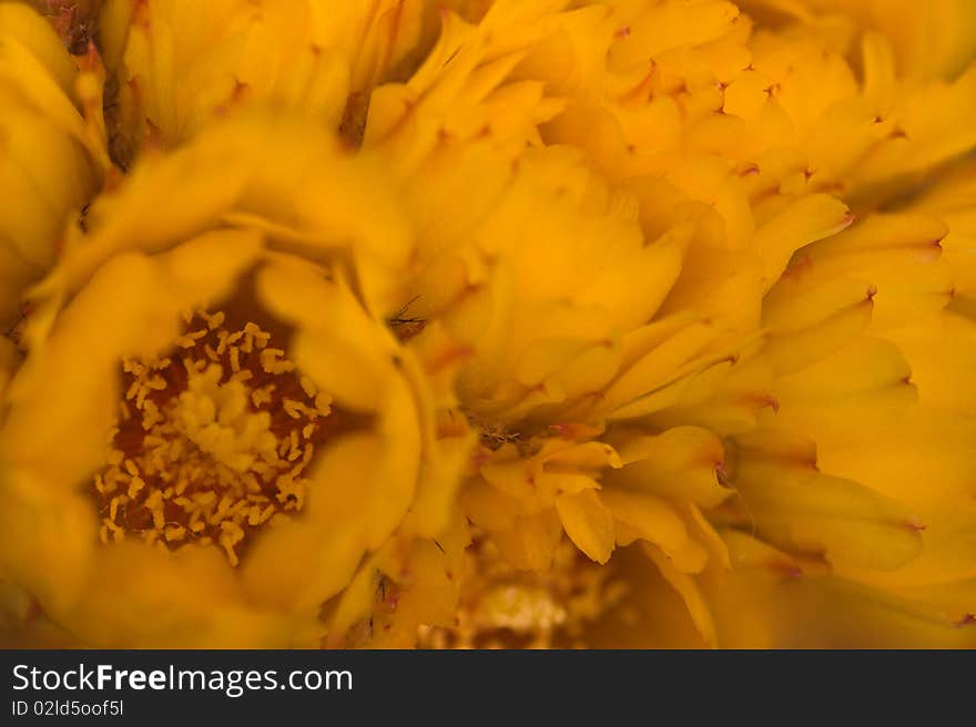 Macro shot of a beautiful blooming cactus