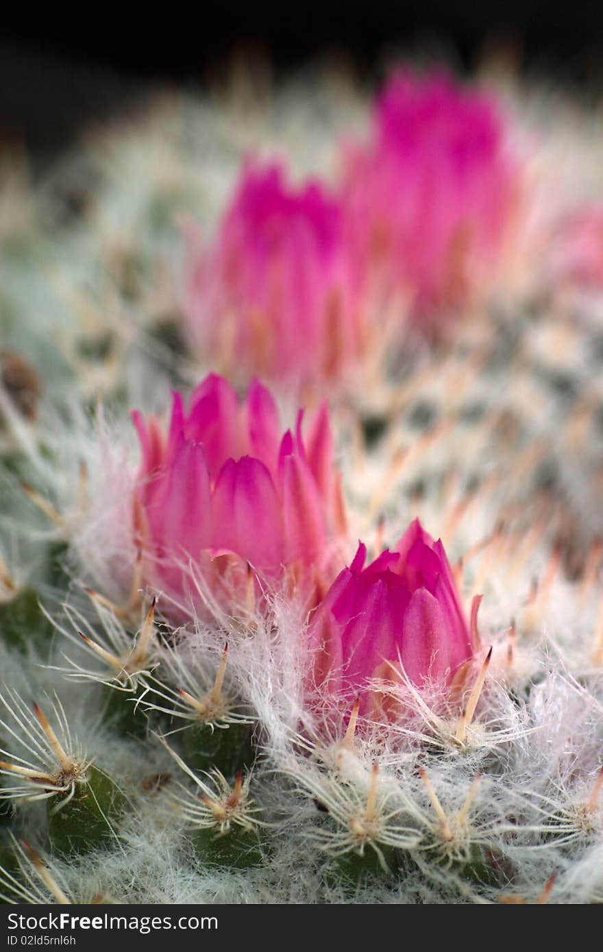 The pink cactus flowers closeup