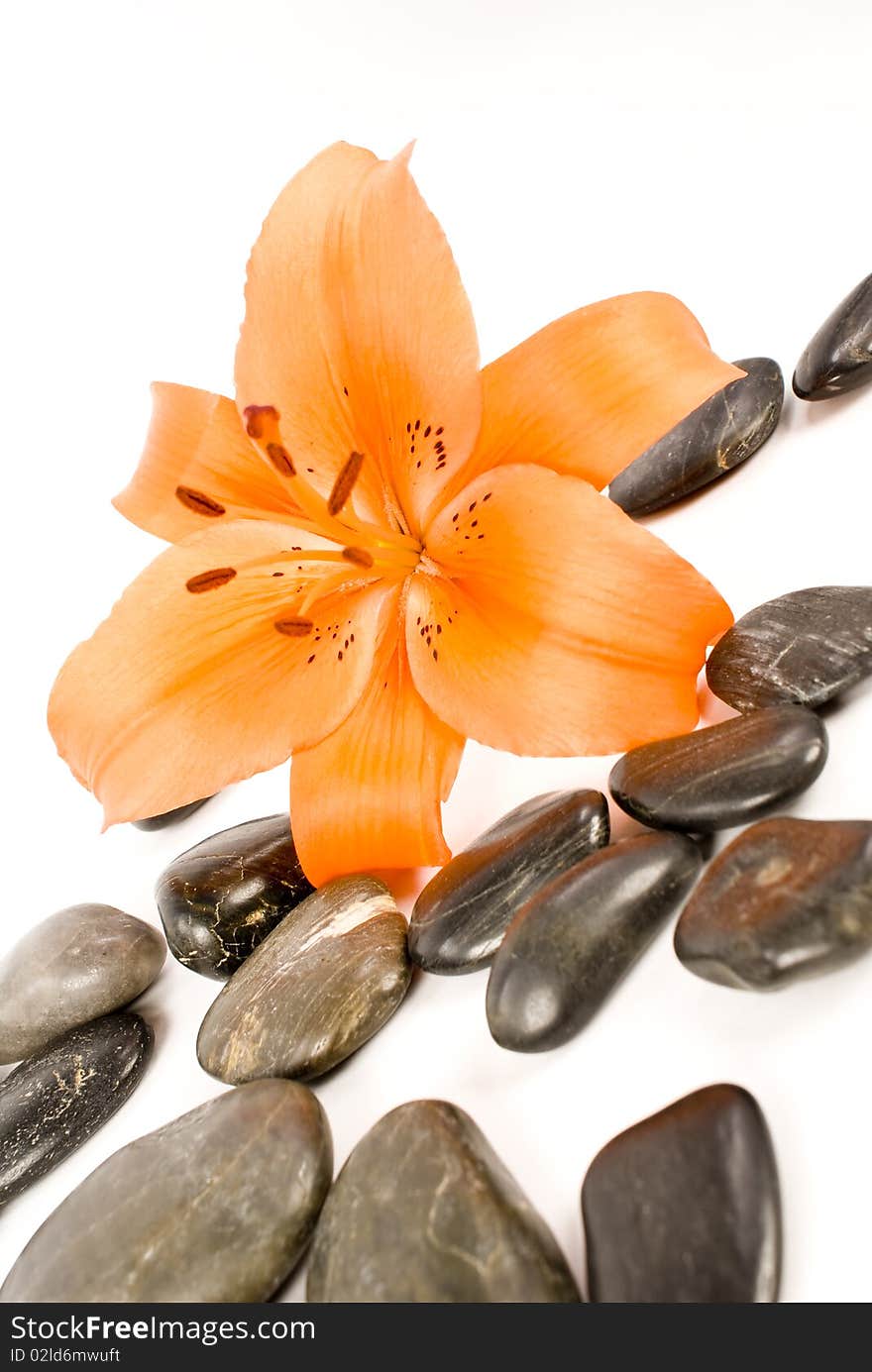 Lily flower and black stones