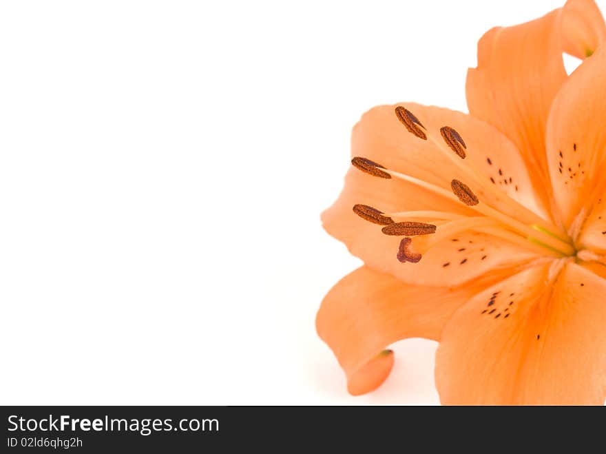 Lily flower on white background