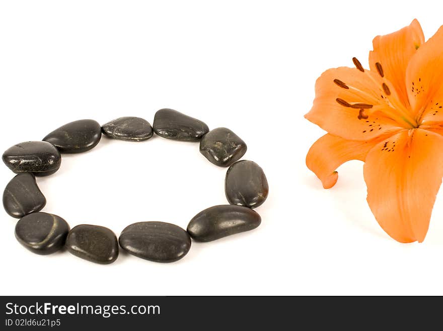 Lily flower and black stones