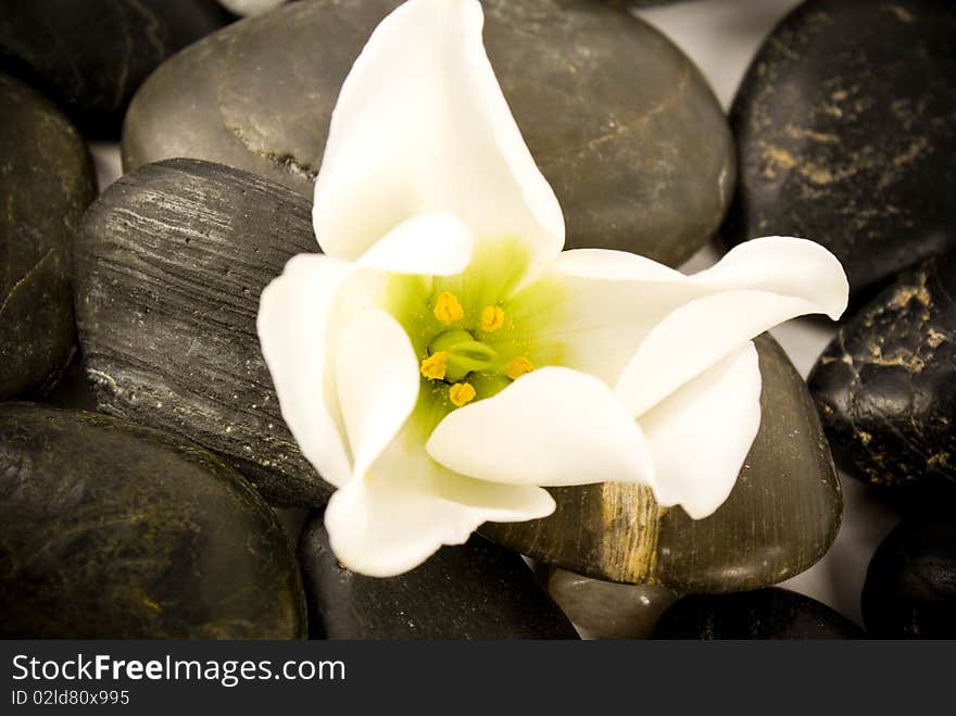 Black stones and white flower