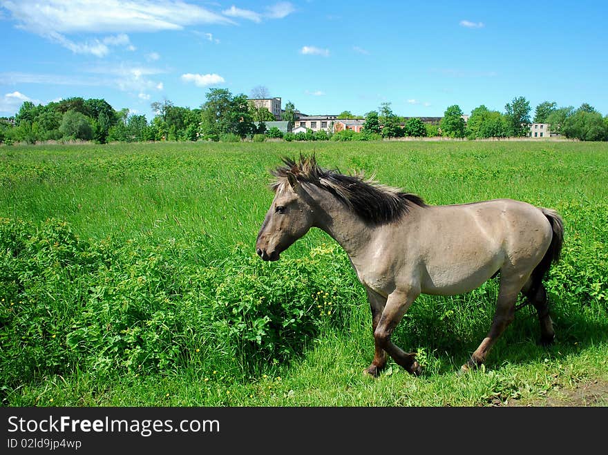 Wild horse in Jelgava, Latvia.