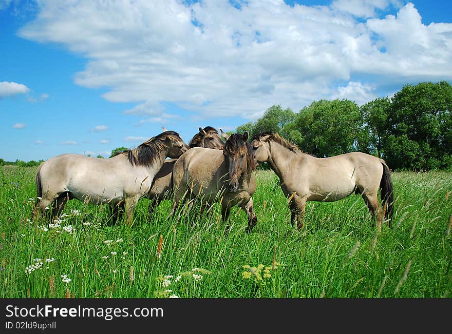 Wild horses in Jelgava, Latvia.