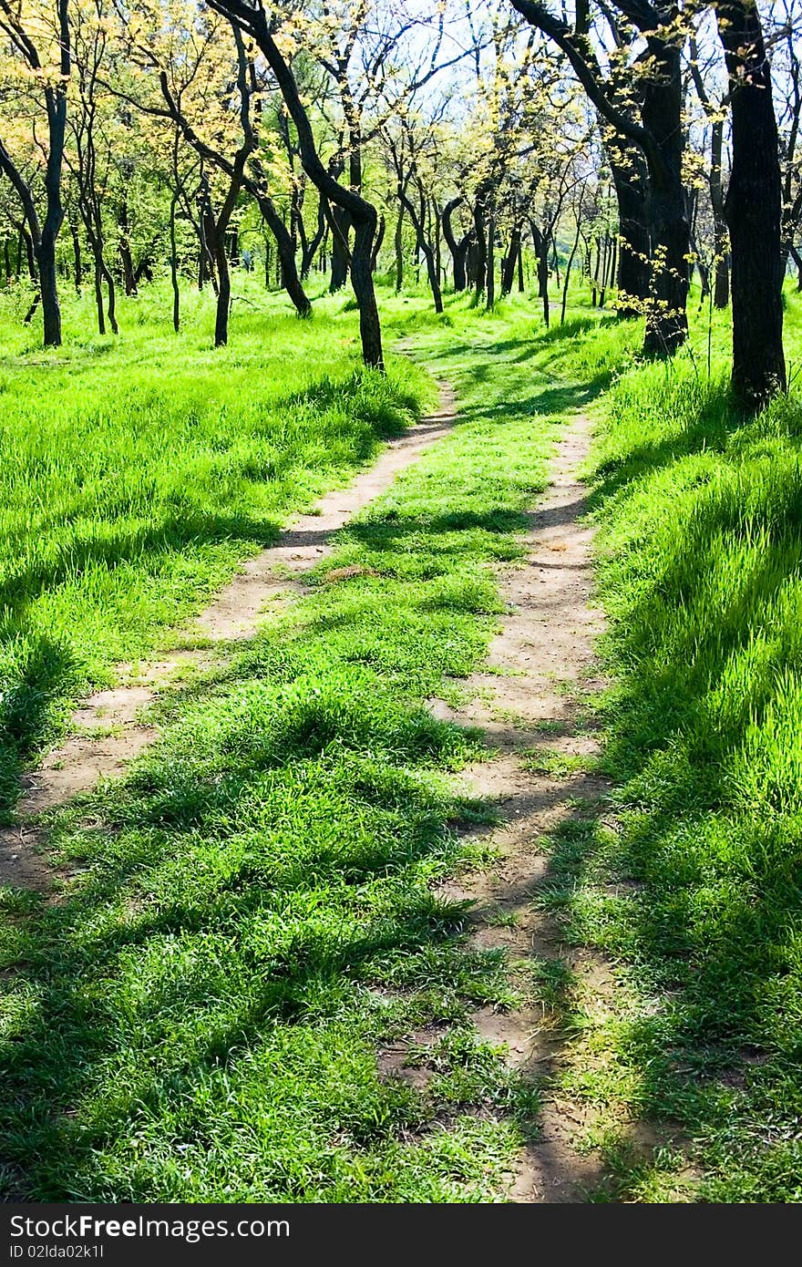 Wooden road