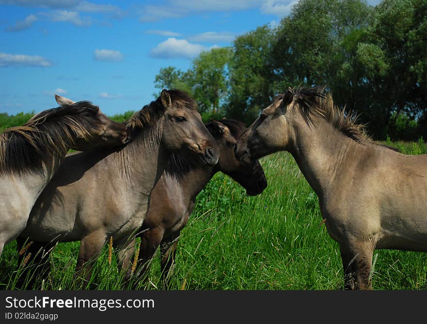 Wild horses in Jelgava, Latvia.