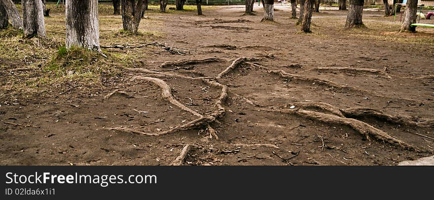 Roots of trees