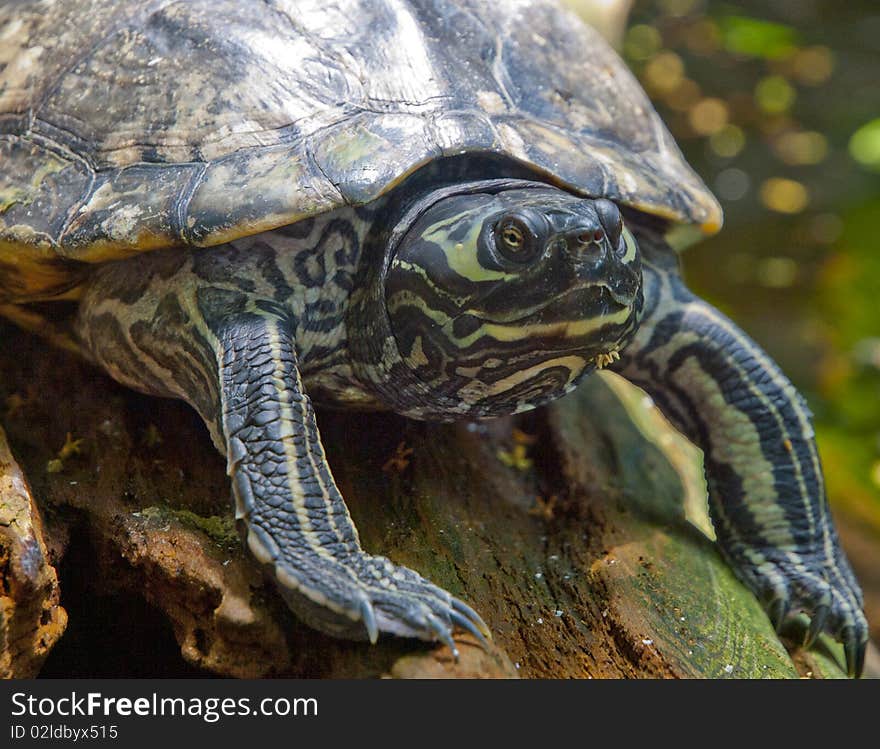 Close up photo image of a slider turtle sunning. Close up photo image of a slider turtle sunning.